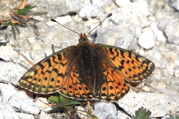 Nymphalidae da id. - Boloria (Boloria) pales